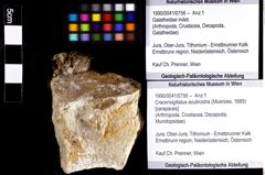 Foto (Objket + Etiketten) von Cracensigillatus acutirostris (Moericke, 1889) 